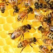 Otvoren konkurs za sufinansiranje investicija u pčelarstvo