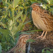 Vlada Srbije naložila preduzimanje mera za iskorenjivanje stradanja divljih ptica