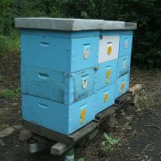 Pčelarstvo: Loša godina za med